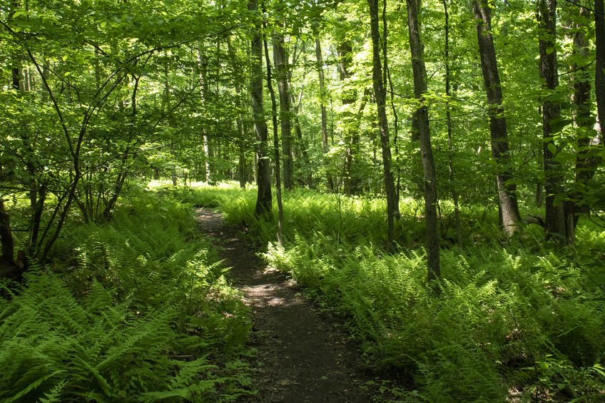 Appalachian Trail Pennsylvania